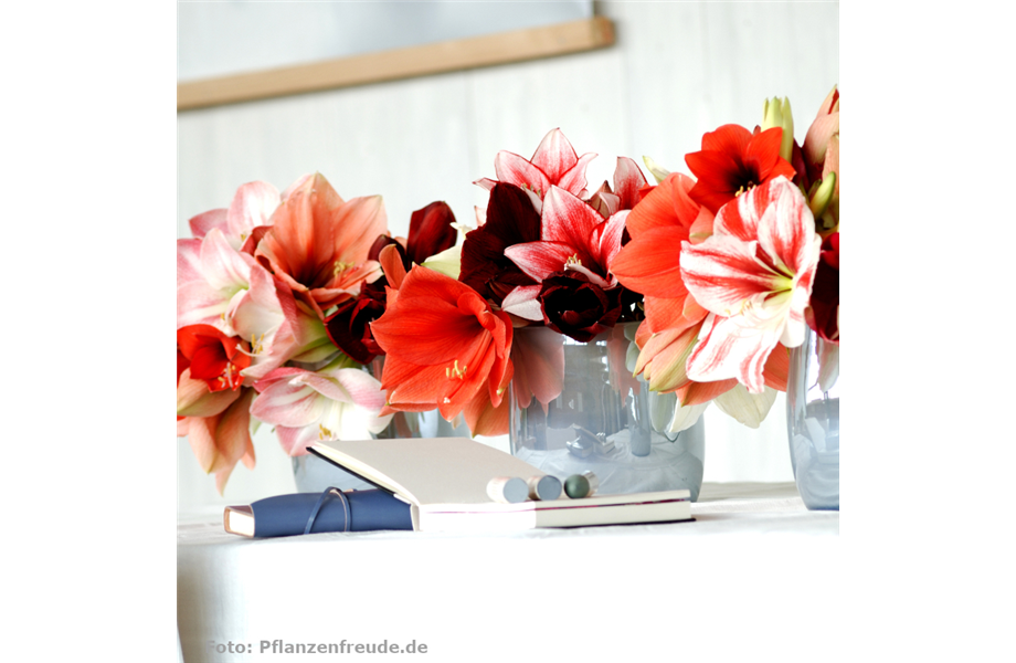 Stiel-Ikone Amaryllis Stiel-Ikone Amaryllis