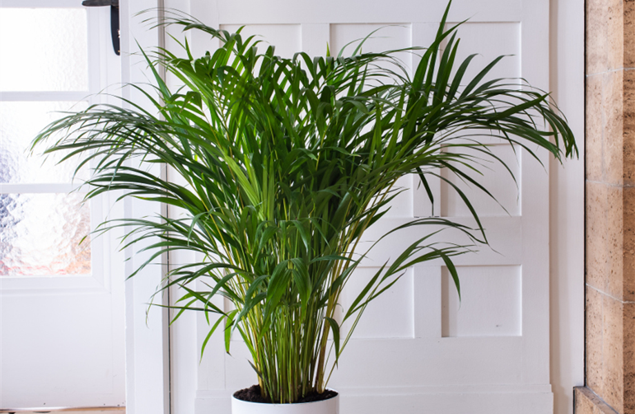 Pflanze Februar 2025: Palmen Pflanze Februar 2025: Palmen