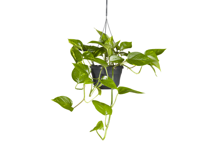 Pflanze Juni 2025: Pflegeleichte Pflanzen Pflanze Juni 2025: Pflegeleichte Pflanzen