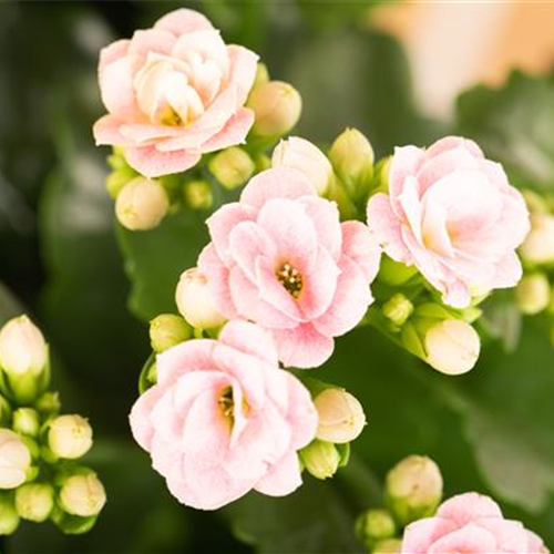 Pflanze Juli 2025: Kalanchoe