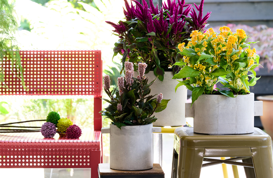 Pflanze Mai 2025: Grüne Nomaden Pflanze Mai 2025: Grüne Nomaden