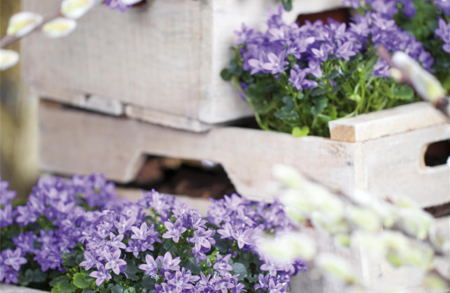 Pflanze Mai 2025: Grüne Nomaden Pflanze Mai 2025: Grüne Nomaden