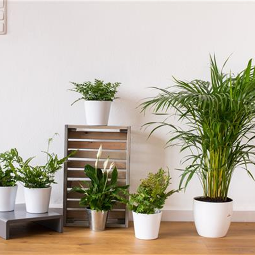 Pflanze Juni 2025: Pflegeleichte Pflanzen