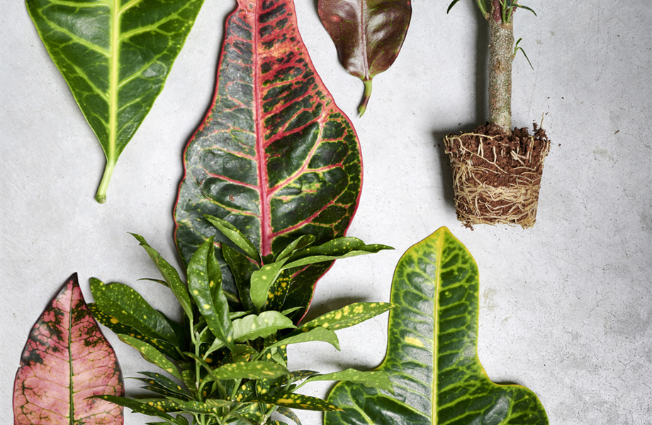 Pflanze Juni 2025: Pflegeleichte Pflanzen Pflanze Juni 2025: Pflegeleichte Pflanzen