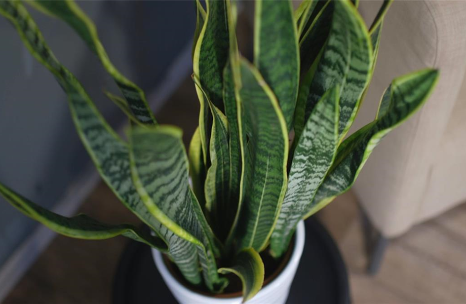 Pflanze Juni 2025: Pflegeleichte Pflanzen Pflanze Juni 2025: Pflegeleichte Pflanzen