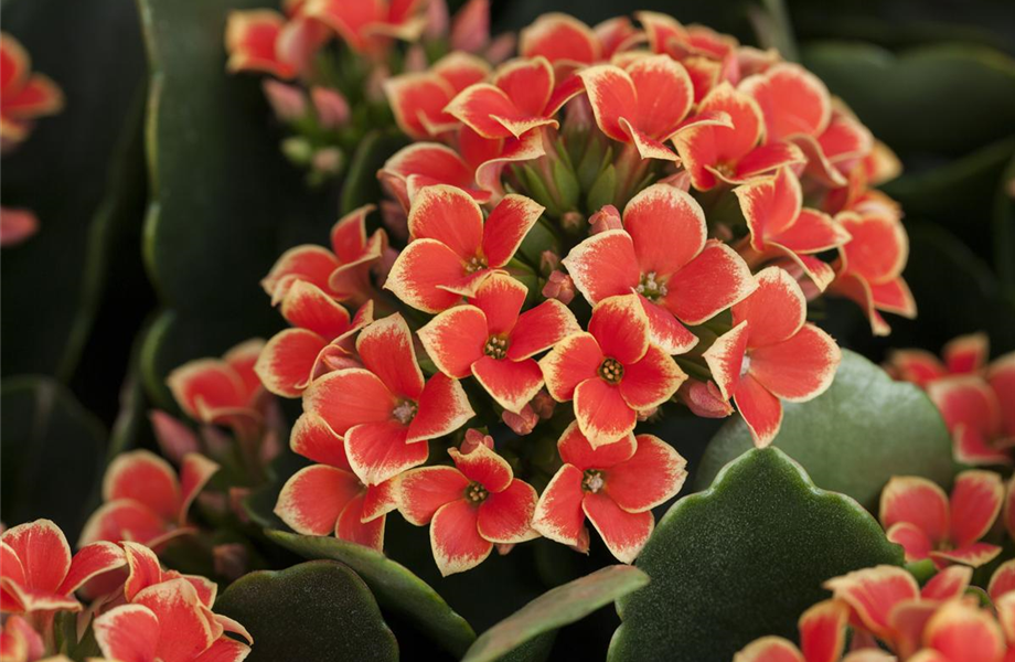 Pflanze Juli 2025: Kalanchoe Pflanze Juli 2025: Kalanchoe