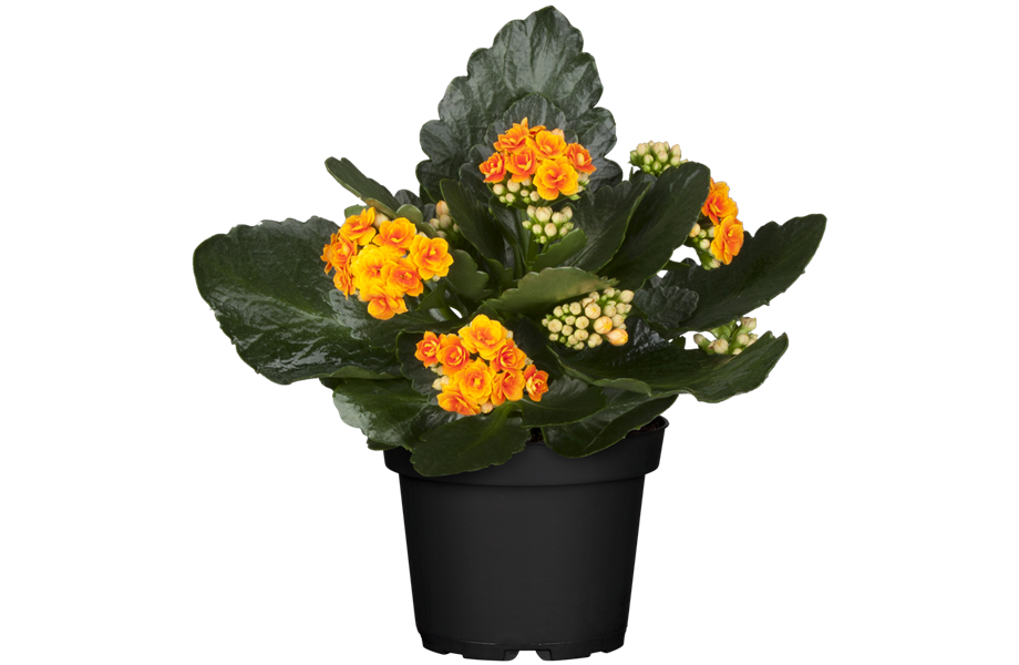 Pflanze Juli 2025: Kalanchoe Pflanze Juli 2025: Kalanchoe
