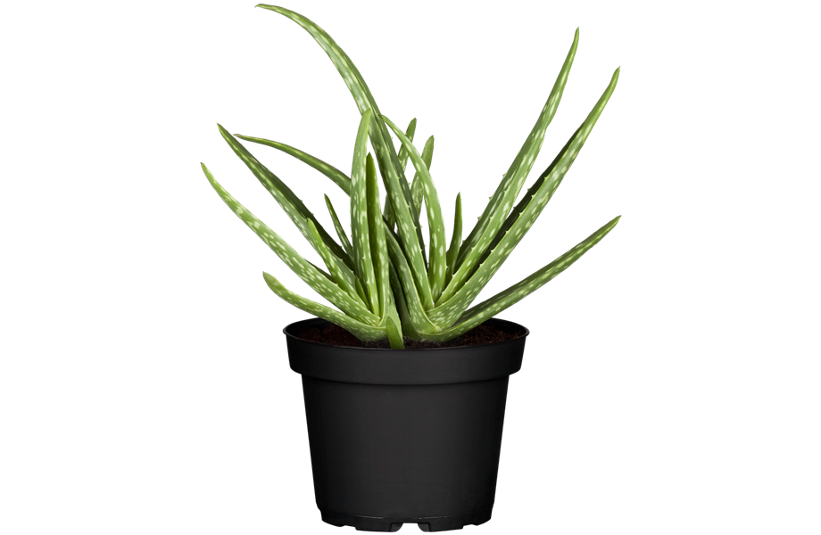 Pflanze August 2025: Aloe Pflanze August 2025: Aloe