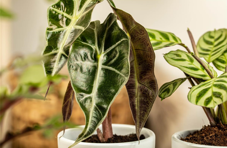 Pflanze des Monats September 2025: Pfeilblatt Pflanze des Monats September 2025: Pfeilblatt