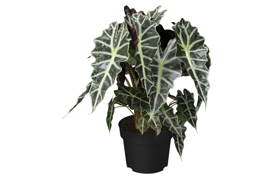 Pflanze des Monats September 2025: Pfeilblatt Pflanze des Monats September 2025: Pfeilblatt