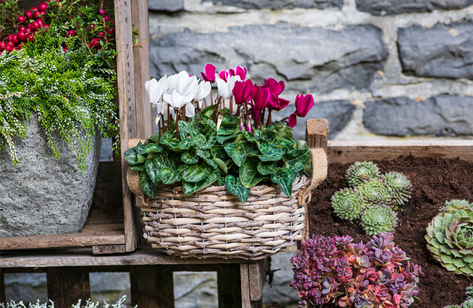 Pflanze des Monats November 2025: Alpenveilchen Pflanze des Monats November 2025: Alpenveilchen