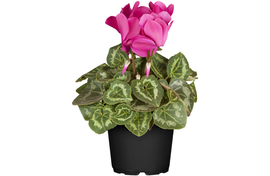 Pflanze des Monats November 2025: Alpenveilchen Pflanze des Monats November 2025: Alpenveilchen