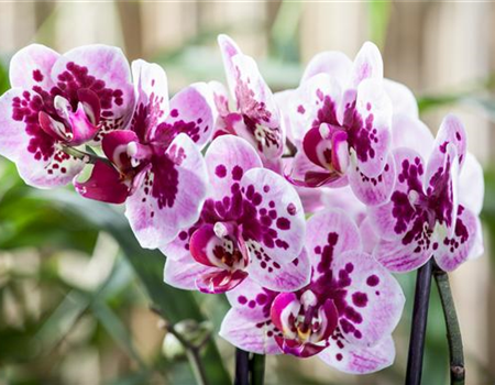 Gartenkalender Januar 2026