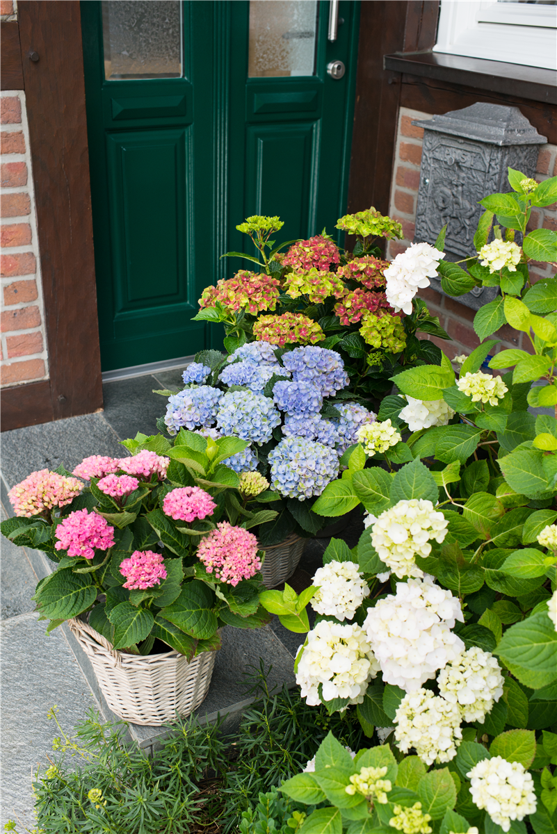 Gartentipps im August - Gartencenter Rammes Grünland