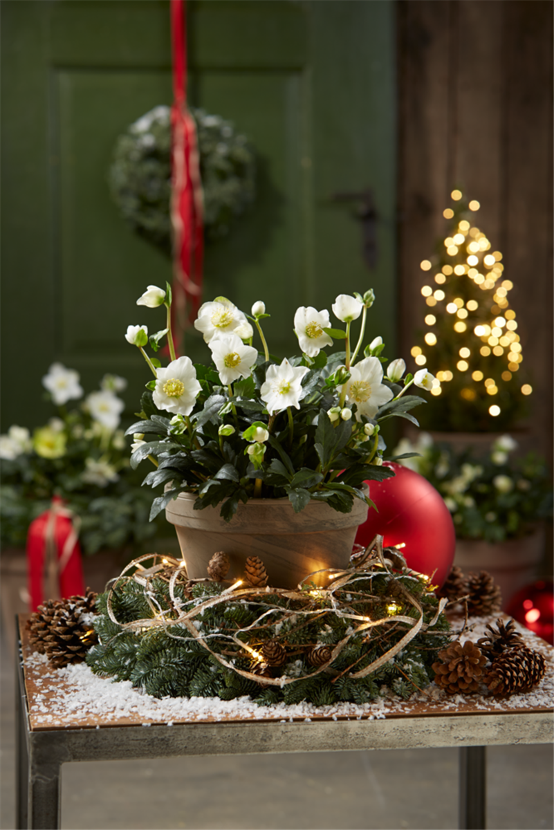 Gartentipps im Dezember - Gartencenter Rammes Grünland