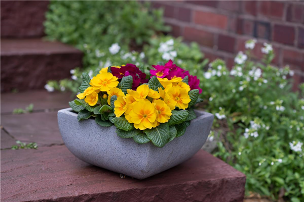 Gartentipps im Februar