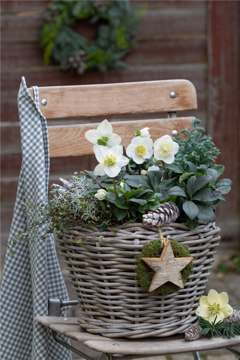 Gartentipps im Januar - Gartencenter Rammes Grünland