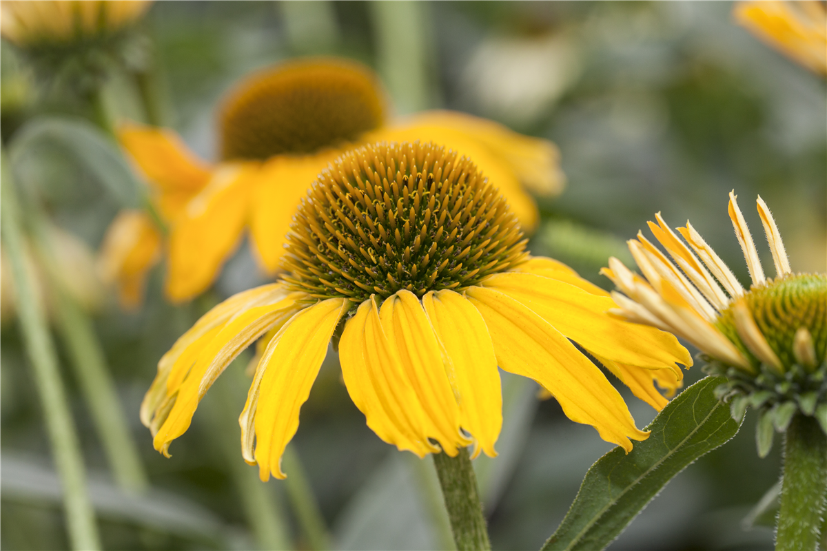 Gartentipps im Juni - Gartencenter Rammes Grünland
