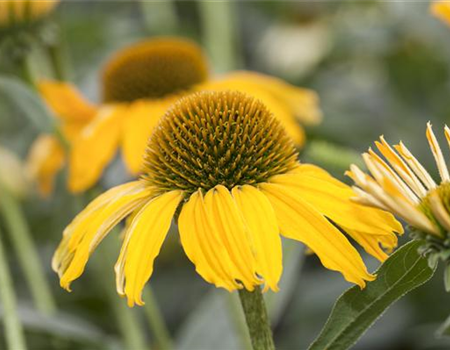 Gartentipps im Juni