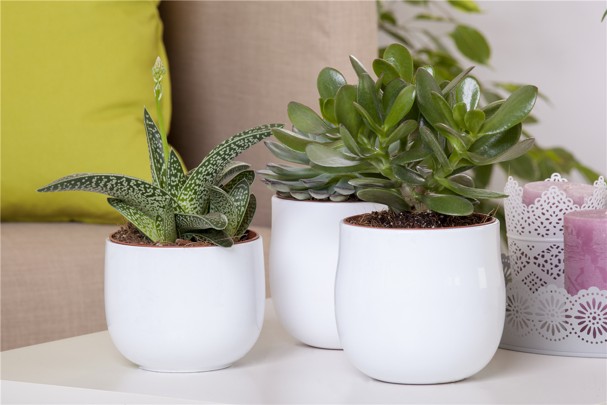 Aloe Vera - die Pflanze, die schön macht - Gartencenter Rammes Grünland