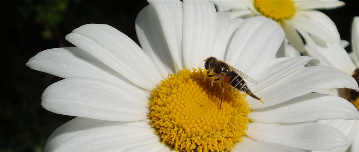 Gartentipps im Mai - Gartencenter Rammes Grünland