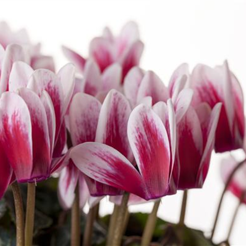 Alpenveilchen, zeitlose Klassiker für drinnen und draußen