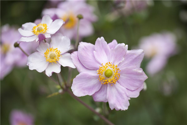 Anemone