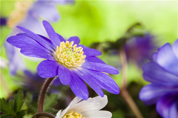 Anemone blanda, blau
