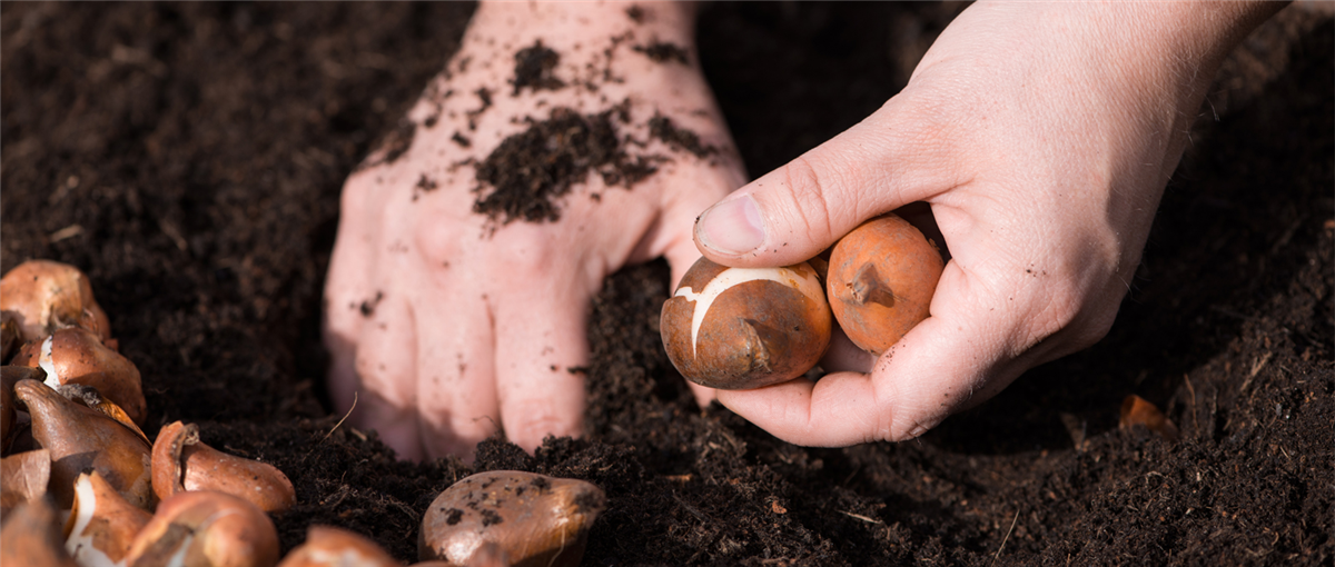 Gartentipps im Oktober - Gartencenter Rammes Grünland
