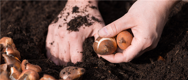 Gartentipps im Oktober