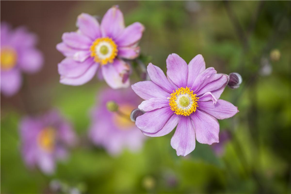 Anemone japonica