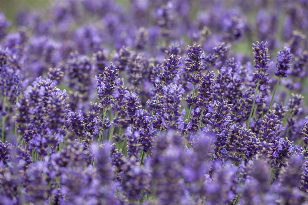 Lavendel - Pflegehinweise - Gartencenter Rammes Grünland