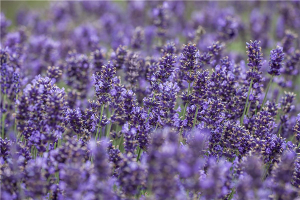 Lavendel - Pflegehinweise