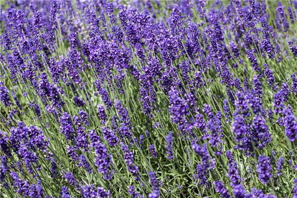 Lavandula angustifolia