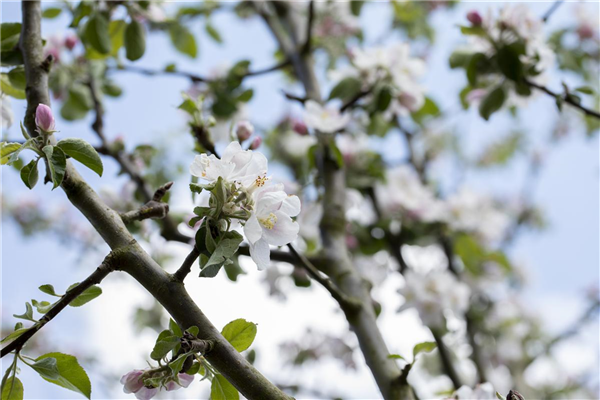 Malus domestica 'Rheinischer Bohnapfel'