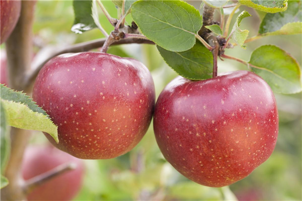 Malus domestica 'Jonagold'