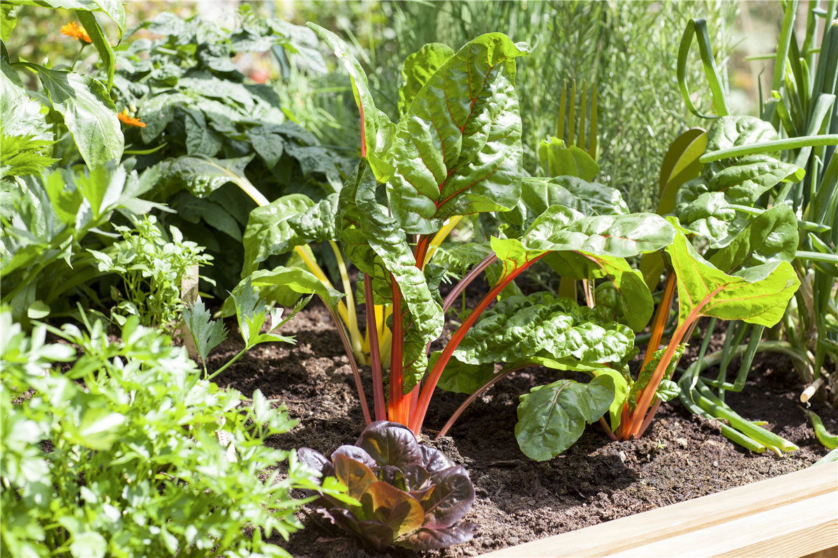 Effektiver Schutz vor Wühlmäusen - Gartencenter Rammes Grünland