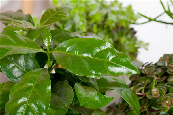 Eigener Kaffee aus dem Garten