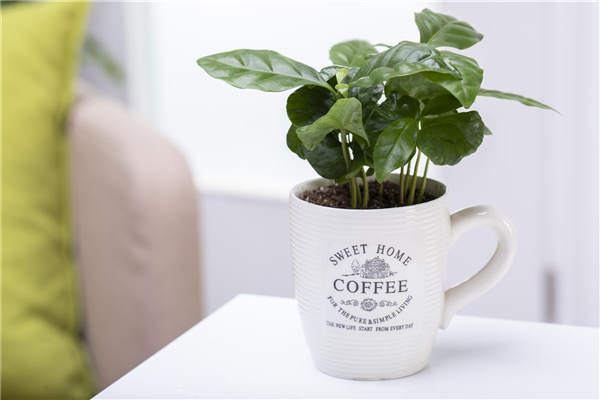 Coffea arabica