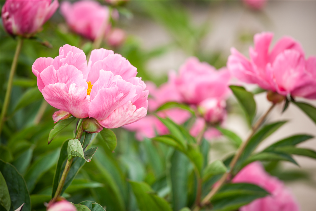 Ein Frühling voller Päonien - Gartencenter Rammes Grünland