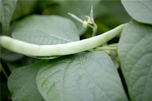 Leckere Buschbohnen im eigenen Garten säen