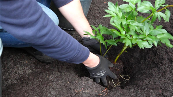 Pfingstrose - Einpflanzen im Garten (thumbnail)