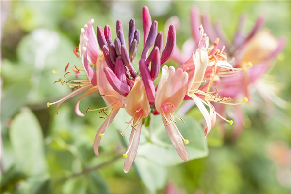 Lonicera caprifolium
