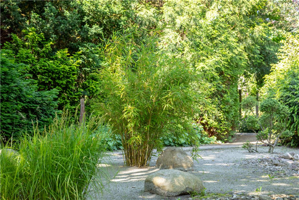 Bambus - der exotische Gartenschmuck