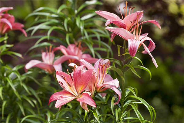 Lilien kontrollieren