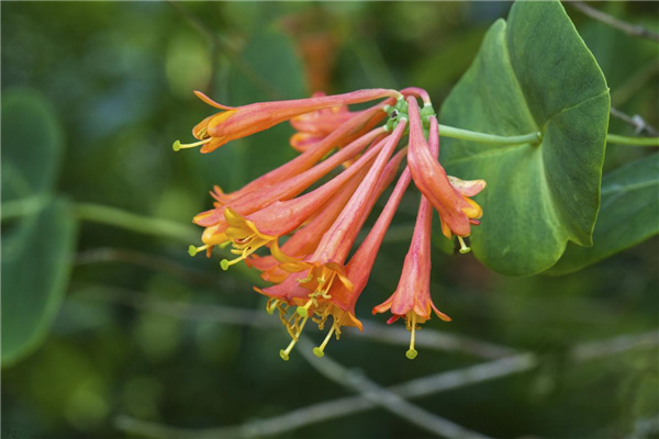 Lonicera x brownii 'Dropmore Scarlet'