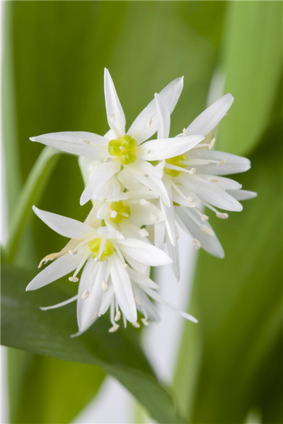 Bärlauch im eigenen Garten