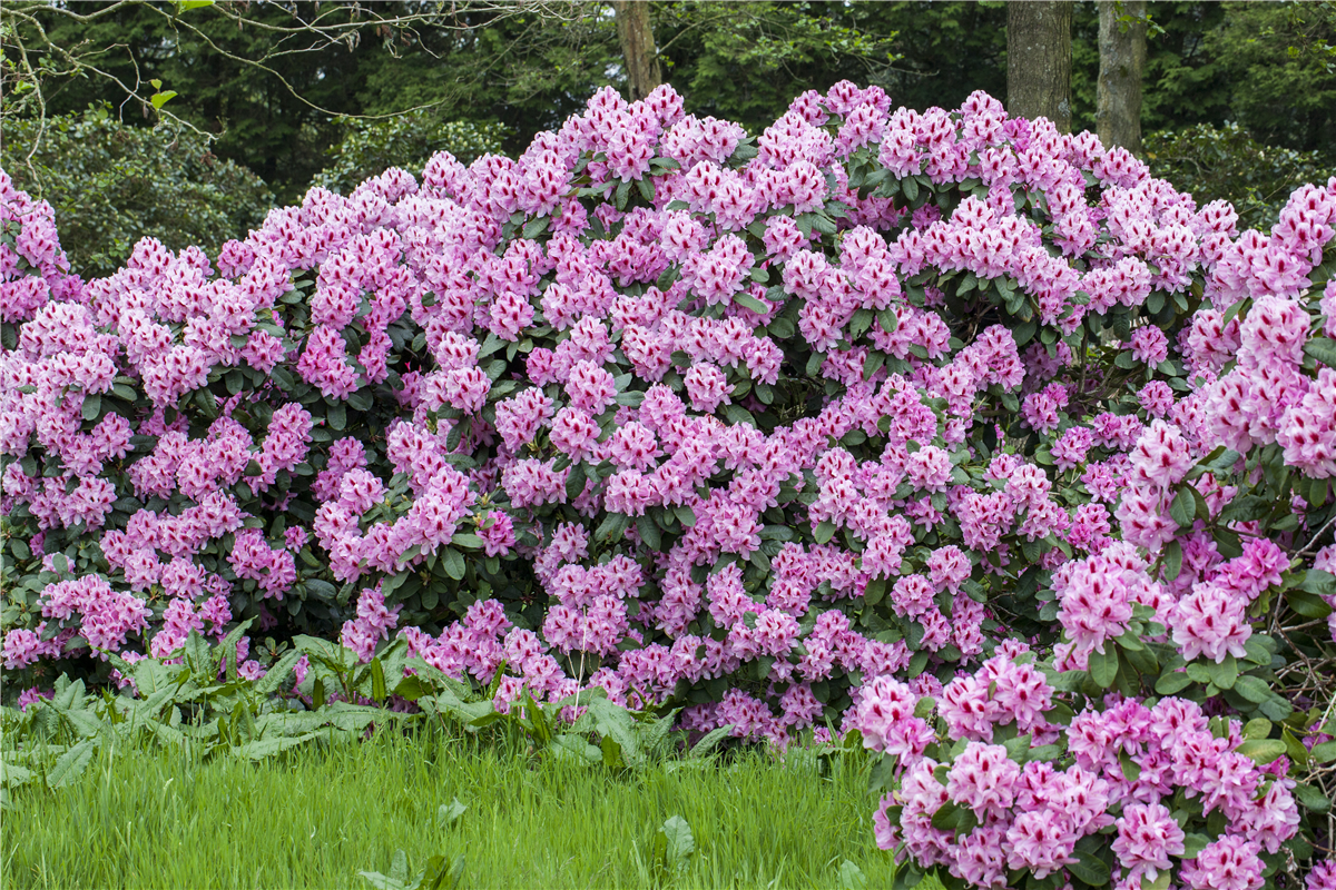Ein Rhododendron-Spezial - Gartencenter Rammes Grünland