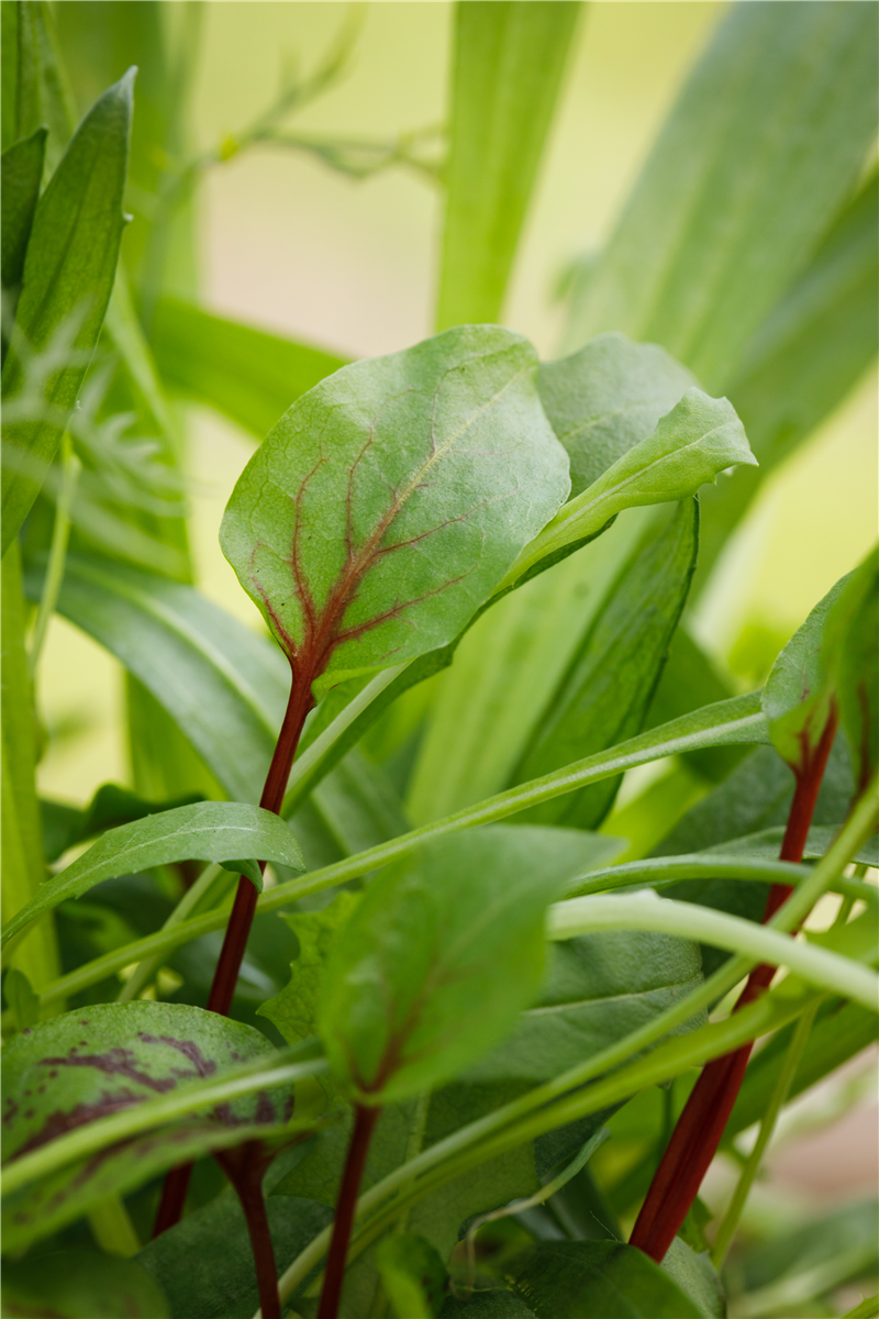 Gewürze für den Schatten - Gartencenter Rammes Grünland