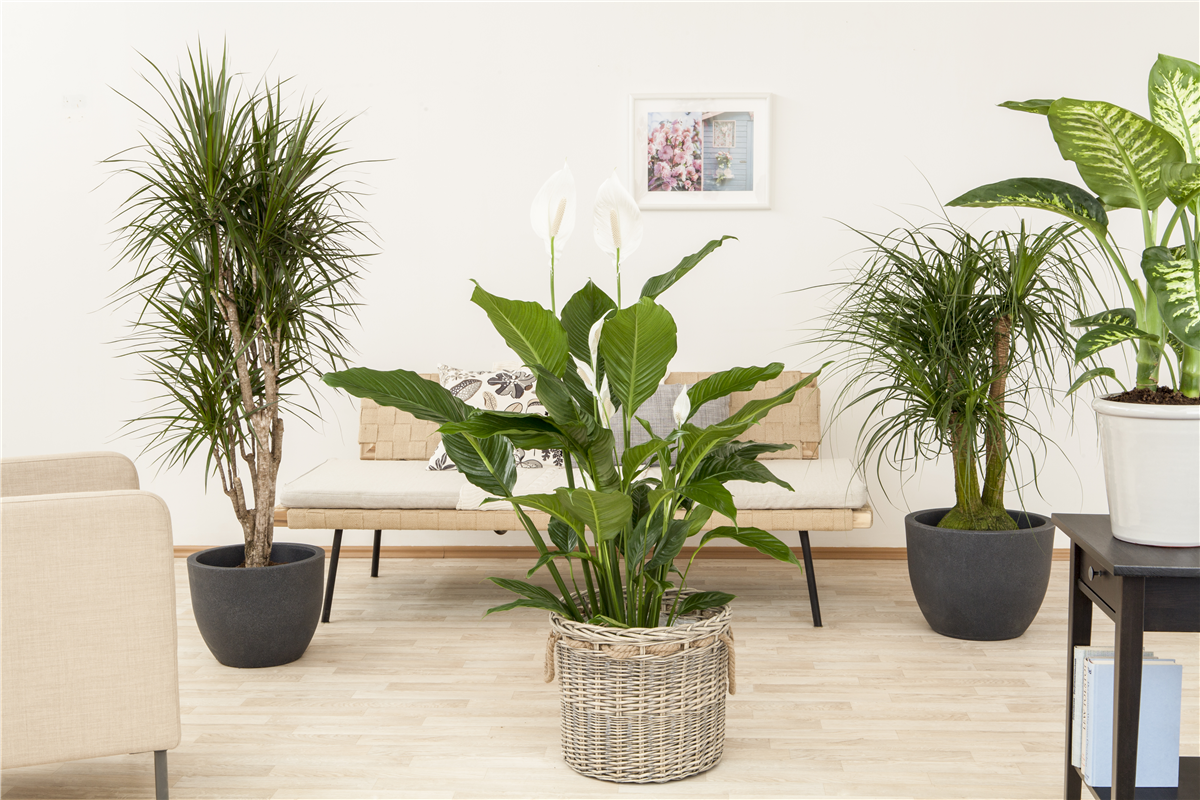 Mai 2019: Einblatt - Gartencenter Rammes Grünland